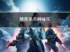 陕西冬天种啥花