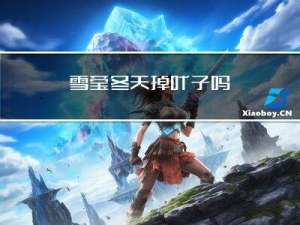 雪莹冬天掉叶子吗