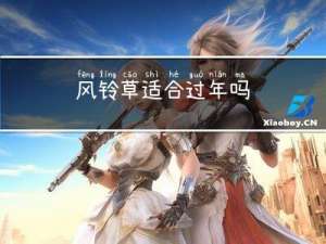 风铃草适合过年吗