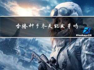 香椿种子冬天能发芽吗