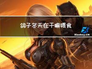 鸽子冬天在干嘛喂食