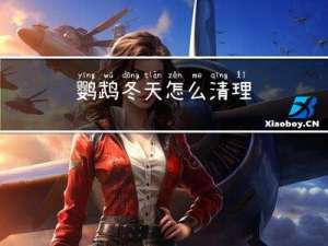 鹦鹉冬天怎么清理
