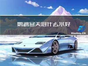 鹦鹉冬天泡什么水好