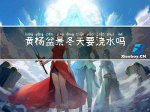 黄杨盆景冬天要浇水吗