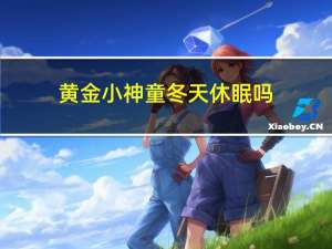 黄金小神童冬天休眠吗