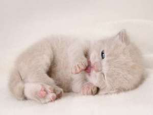 搞笑的心情短语：女人是麻烦，男人就喜欢自找麻烦