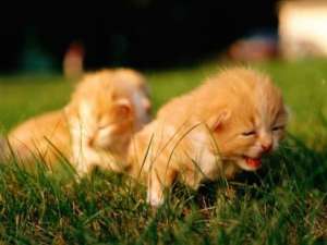 有趣的说说：喜欢玩神庙逃亡是因为我喜欢被人追