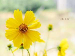 扣扣空间说说：谈恋爱就像剥洋葱，总有一层会让你流泪