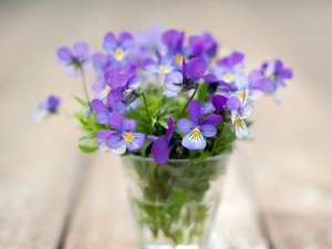 QQ个性心情：每个呵呵的后面，都有无数个草泥马在暴走