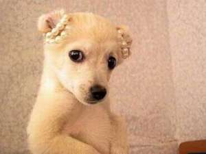 有趣的QQ说说大全：帅有个屁用，到头来还不是被卒吃掉