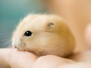 可爱的个性心情短句：早知道找对象这么难，我就定娃娃亲了