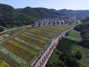 用产业振兴吹响农村振兴的号角