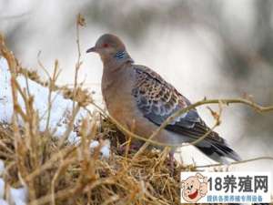 如何饲养野生斑鸠
_禽类养殖(养斑鸠的技巧)