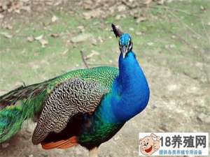 孔雀养殖前期准备工作
_禽类养殖(养孔雀的技巧)