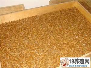 黄粉虫繁殖技术
_昆虫养殖(养黄粉虫的技巧)