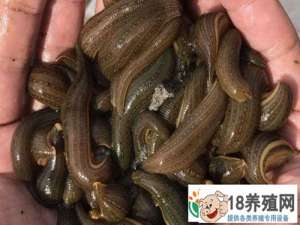水蛭苗每公斤多少钱？如何选择优秀苗木？
_水产养殖(养水蛭的技巧)