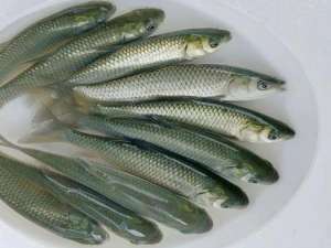 浙江吴兴预计今年将生产75亿条优质水产苗种