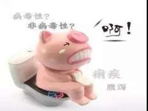 如何保护仔猪消化道正常功能控制断奶腹泻？