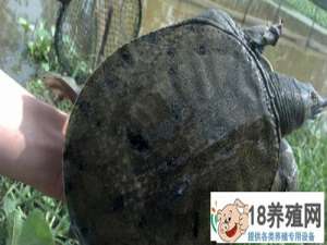 乌龟吃什么？如何喂养
_水产养殖(养甲鱼的技巧)