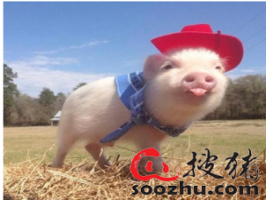 首届生猪产业大会综述:供需格局重构与产业结构变化