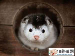 宠物貂容易养吗
_动物养殖(养水貂的技巧)