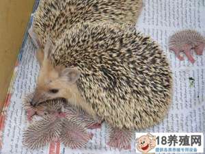 人工刺猬养殖技术
_动物养殖(养刺猬的技巧)
