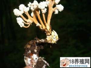 金蝉什么时候才能被挖掘出来
_昆虫养殖(养金蝉的技巧)