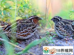 鹌鹑养殖技术要点
_禽类养殖(养鹌鹑的技巧)