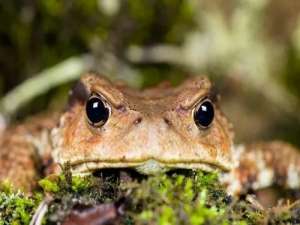 一千多只中国蟾蜍在运输和出售过程中被非法猎杀和营救