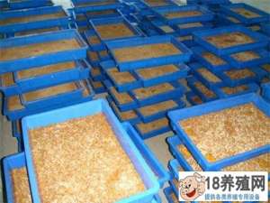 黄粉虫的选育及繁殖技术
_昆虫养殖(养黄粉虫的技巧)