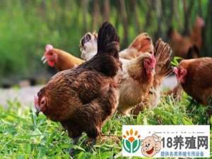养羊+蚯蚓+养鸡清华大师荆启年赚百万
_昆虫养殖(养蚯蚓的技巧)