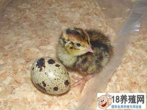 鹌鹑育雏的方法和策略
_禽类养殖(养鹌鹑的技巧)