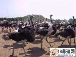 如何饲养鸵鸟
_禽类养殖(养鸵鸟的技巧)