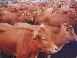 首届肉牛选种大赛在内蒙古鄂托克旗苏美图举行