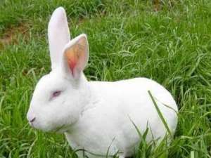 肉兔怎么才能少产肉？如何提高肉兔的产肉量？