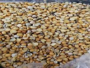 豆粕现货市场吃紧