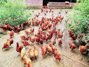 鸡肉价格的下降引起了相关公司仍在增加养鸡规模的担忧