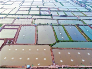 福建省率先在全国开展海水养殖赤潮指数保险