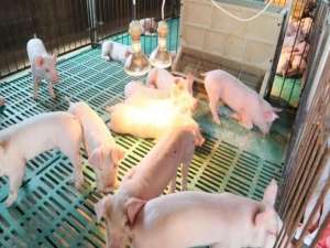 生猪存栏量依然不足，但生猪价格却诡异地暴跌。怎么回事？