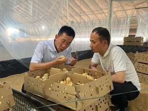 抢“鸡”遭遇|投10万羽毛。泰和县最大的肉鸡养殖小区选择正邦