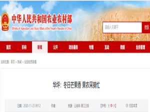 华平:冬天芒果农忙着采摘