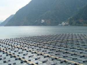 猛烈的雨天对水产养殖有哪些危害？暴雨中如何管理？