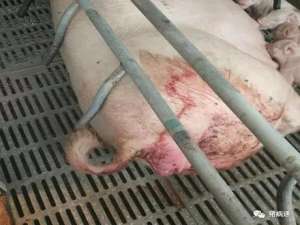 关于母猪助产最容易被忽略的细节你知道些什么？