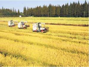 15万亩稻田推广生态种植养殖模式——潜江“虾乡稻”畅销一线城市