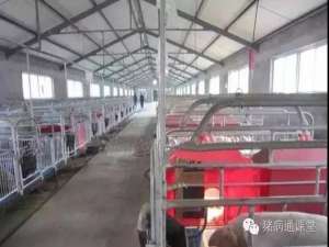夏季养猪应注意的几个关键问题