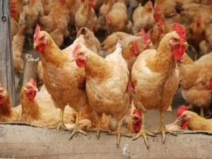 肉鸡科学养殖，肉鸡养殖13个细节
