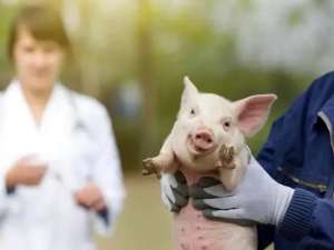 生猪生长缓慢，抵抗力下降。喂食时需要注意什么？