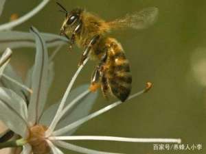蜂群成功后有哪些表现