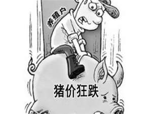 难过！农民失去了“12个阵地”，黑猪价格进入“第11个时代”