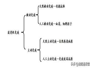 详细讲解养猪场的免疫和预防，原来是这样的